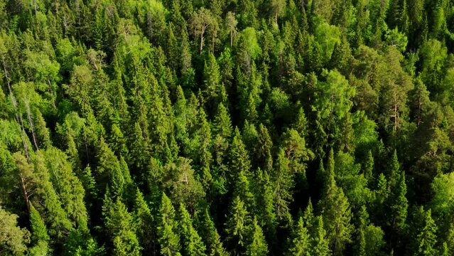 Dense mixed green forest in summer. Aerial view. Siberian taiga consisting of coniferous and deciduous trees. Tops of pines, birches, firs and larches