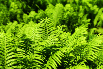 Fern background. Green lush foliage of ferns on sunny day. Natural bright botanical texture. Selective focus.