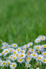 White daisy flowers (Bellis berennis) in a lawn. Copy space. © Amalia Gruber