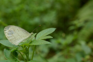 White butterfly perched on a leaf with a blurred background.