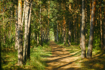 Obraz premium The forest path runs between mostly pine trees, forming an alley in a green forest in the rays of the evening sun. Tree shadows fall on the path