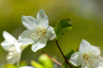 Obraz premium flowers