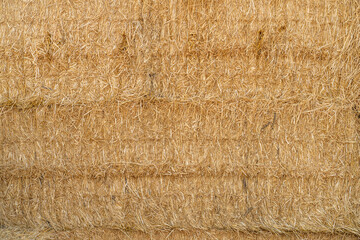 dry yellow hay, grass background