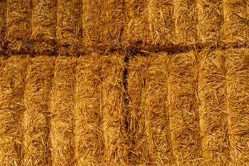 Agriculture farm and farming symbol of harvest time with dry grass (hay)