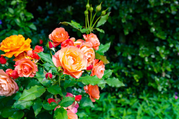 神奈川県横浜市　横浜イングリッシュガーデンのバラ