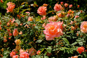 pink rose in full blooming