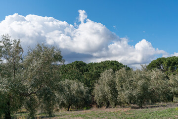 Obraz premium cultivation of olive trees in the province of Granada