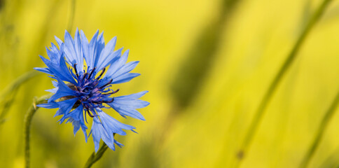 
blue cornflower close up on a beautiful green background