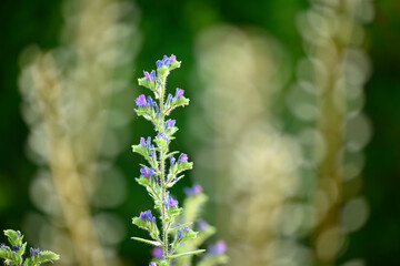 Close up of green Italian mountain meadow with flowers