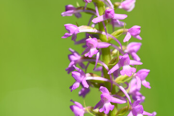 Wild orchid flowers blooming in Italian meadow