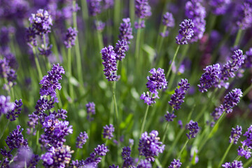 lavender flowers in the garden