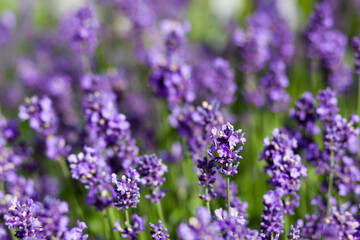 lavender flowers in the garden