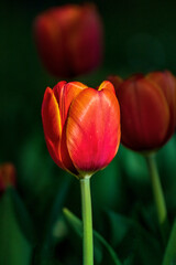 tulipano rosso-arancio