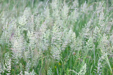 Close up of green Italian mountain meadow with flowers
