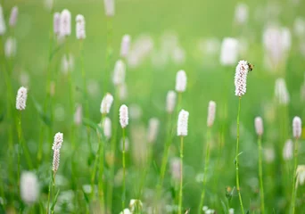 Photo sur Plexiglas Herbe Close up of green prairie de montagne italienne avec des fleurs