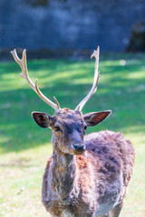 daino al Parco Sigurtà