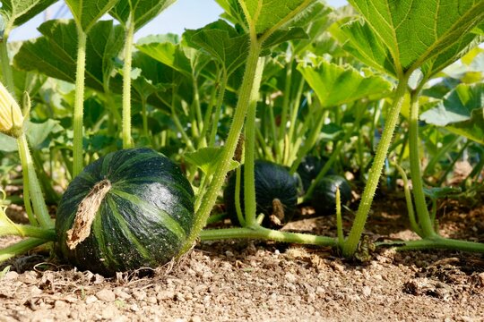 畑に実った西洋カボチャ