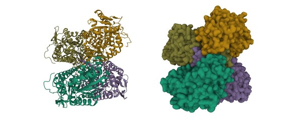Structure of human apo aldehyde dehydrogenase (ALDH1A1). 3D cartoon and Gaussian surface models. chain id color scheme, PDB 4wj9, white background.