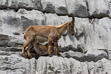 Bouquetin des Alpes (Capra ibex) étagne et son chevreau en été (allaitement). Alpes. France