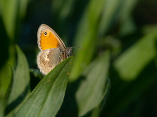 Schmetterling