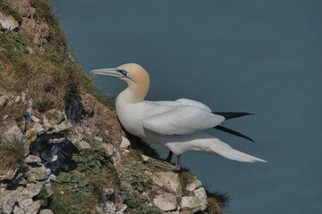 Northern Gannet perched on Bempton cliffs.