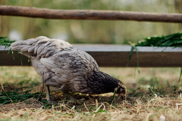 A gray hen pecking at fresh organic feed from a farm feeder while standing on green grass in the nature