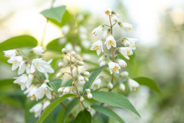 Blühende Deutzien (Deutzia) im Garten
