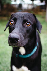 black dog portrait