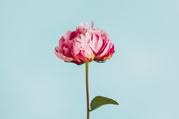 Beautiful pink peony on a blue pastel background.