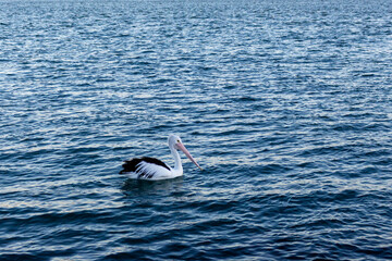 pelican in the water