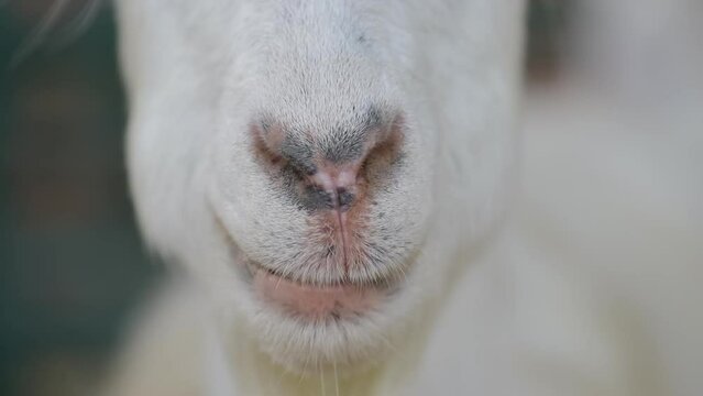 Domestic goat chewing dry grass, closeup of mouth