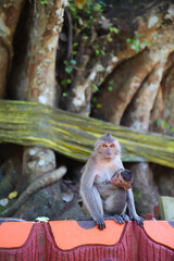 Mother monkey feeding her cubs under a big tree, family warmth concept