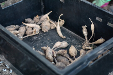 Large dahlia tubers with dried stems are stacked in plastic boxes standing on green grass. Preparing for spring planting. Flower tubers dry out in the sun. Planting flowers. Dahlia planting season.