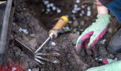The gardener rakes the soil for planting. To work in the garden. Women's hands in gloves hold a...
