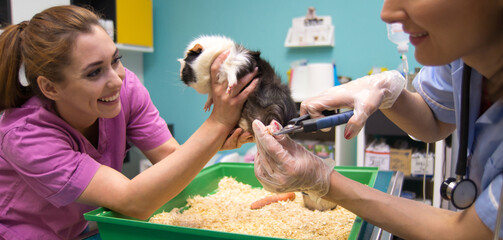 Veterinarians cutting nails of the porpoise in the veterinary clinic