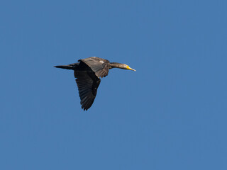 Kormoran