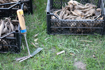 Obraz premium Large dahlia tubers with dried stems are stacked in plastic boxes standing on green grass. Preparing for spring planting. Flower tubers dry out in the sun. Planting flowers. Dahlia planting season.