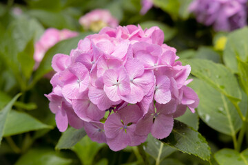 pink hydrangea flowers