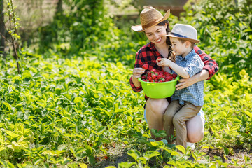 young woman farmer with child boy harvesting strawberry on plantation