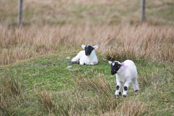 Naklejka na ściany i meble Two lambs near Dun Carloway, Isle of Lewis, Scotland, United Kingdom