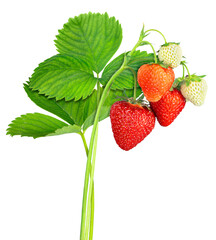 strawberry plant with leaves, ripe and unripe berries isolated on white
