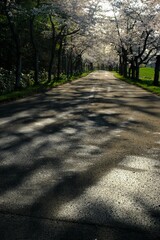 東明公園桜並木と影