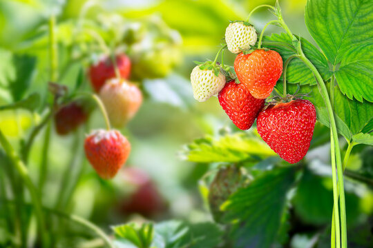 strawberry plant with leaves and berries on plantation