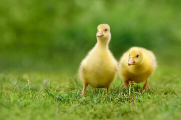 two fluffy goslings walks on green grass