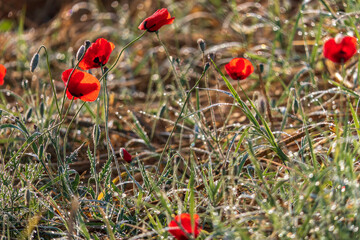 filed of red poppy flower with dew drops closeup