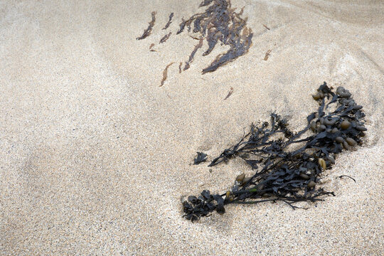 Sand and seaweed in close up at Dalbeg beach, Isle of Lewis, Scotland, United Kingdom
