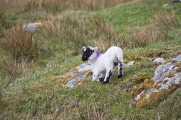 Naklejka na ściany i meble Upland lamb near Dun Carloway, Isle of Lewis, Scotland, United Kingdom