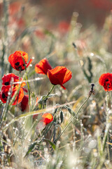filed of red poppy flower with dew drops closeup