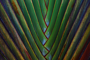 Palm leaf close-up. Plant background .Macro