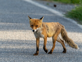 Fuchs